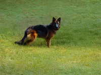 gsd lc female, a male German Shepherd Dog for sale in Chrisney, IN – 3 of 3