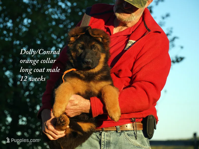 gsd lc male 1 – German Shepherd Dog puppy for sale in Chrisney, IN