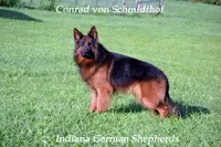 gsd lc male 1, a male German Shepherd Dog for sale in Chrisney, IN – 3 of 3
