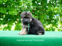 green collar male, a male German Shepherd Dog for sale in Chrisney, IN – 2 of 9