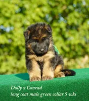 gsd lc male green collar, a male German Shepherd Dog for sale in Chrisney, IN – 2 of 6