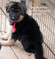 red collar, a female German Shepherd Dog for sale in Chrisney, IN – Photo 4 of 7