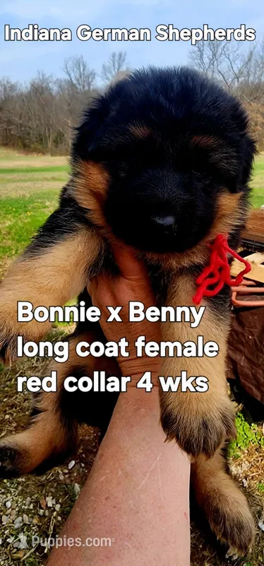 red collar – German Shepherd Dog puppy for sale in Chrisney, IN