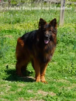 red collar, a female German Shepherd Dog for sale in Chrisney, IN – Photo 2 of 7
