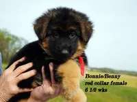 red collar, a female German Shepherd Dog for sale in Chrisney, IN – Photo 3 of 7
