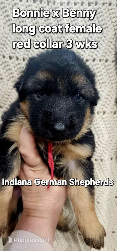 red collar – German Shepherd Dog puppy for sale in Chrisney, IN