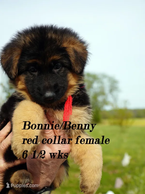 red collar – German Shepherd Dog puppy for sale in Chrisney, IN