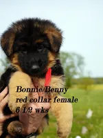 red collar, a female German Shepherd Dog for sale in Chrisney, IN – Photo 1 of 7
