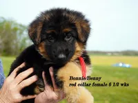 red collar, a female German Shepherd Dog for sale in Chrisney, IN – Photo 5 of 7