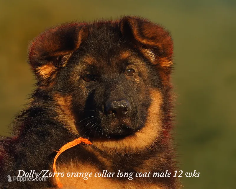 gsd lc male orange collar – German Shepherd Dog puppy for sale in Chrisney, IN