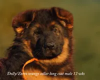 gsd lc male orange collar, a male German Shepherd Dog for sale in Chrisney, IN – 1 of 7