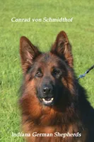 gsd lc male 6, a male German Shepherd Dog for sale in Chrisney, IN – 3 of 6