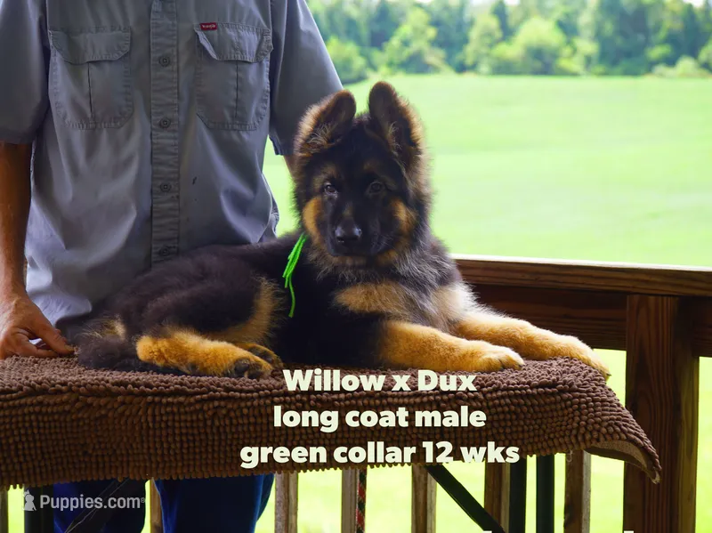 green collar male – German Shepherd Dog puppy for sale in Chrisney, IN
