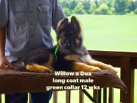 green collar male, a male German Shepherd Dog for sale in Chrisney, IN – 1 of 6