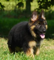 gorgeous long coat german shepherd w red collar, a female German Shepherd Dog for sale in Chrisney, IN – 6 of 8