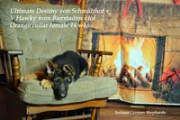 Destiny orange collar f, a female German Shepherd Dog for sale in Chrisney, IN – Photo 2 of 6