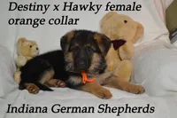 Destiny orange collar f, a female German Shepherd Dog for sale in Chrisney, IN – Photo 4 of 6