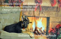 Destiny orange collar f, a female German Shepherd Dog for sale in Chrisney, IN – Photo 5 of 6