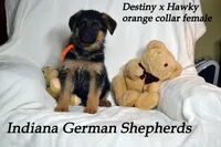 Destiny orange collar f, a female German Shepherd Dog for sale in Chrisney, IN – Photo 6 of 6
