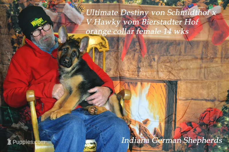 Destiny orange collar f