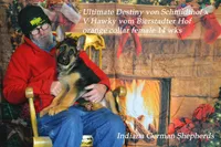 Destiny orange collar f, a female German Shepherd Dog for sale in Chrisney, IN – Photo 1 of 6
