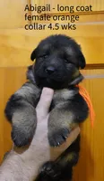 long coat orange collar female, a female German Shepherd Dog for sale in Chrisney, IN – 2 of 2