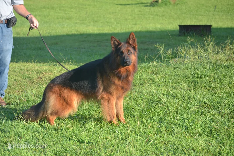 gsd lc male 4 – German Shepherd Dog puppy for sale in Chrisney, IN