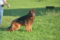 gsd lc male 4, a male German Shepherd Dog for sale in Chrisney, IN – 1 of 4