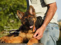long coat orange collar female, a female German Shepherd Dog for sale in Chrisney, IN – 5 of 8