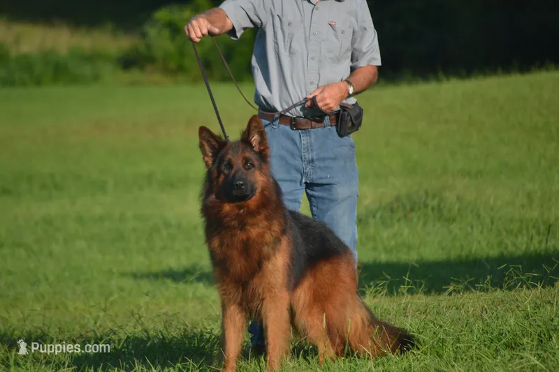 gsd lc male 6 – German Shepherd Dog puppy for sale in Chrisney, IN