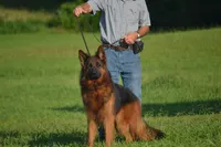 gsd lc male 6, a male German Shepherd Dog for sale in Chrisney, IN – 1 of 6
