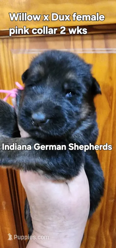 female - pink collar – German Shepherd Dog puppy for sale in Chrisney, IN