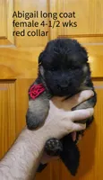 long coat red collar female, a female German Shepherd Dog for sale in Chrisney, IN – 2 of 8