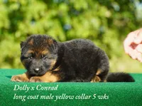 gsd lc m yellow collar, a male German Shepherd Dog for sale in Chrisney, IN – 2 of 8