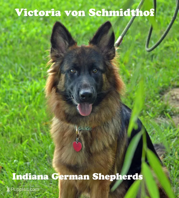 long coat boy 2, a male German Shepherd Dog for sale in Chrisney, IN – Photo 1 of 2