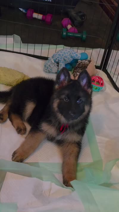 long coat red collar female, a female German Shepherd Dog for sale in Chrisney, IN – 10 of 10