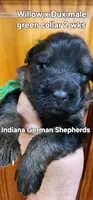 male - blue collar, a male German Shepherd Dog for sale in Chrisney, IN – 8 of 10