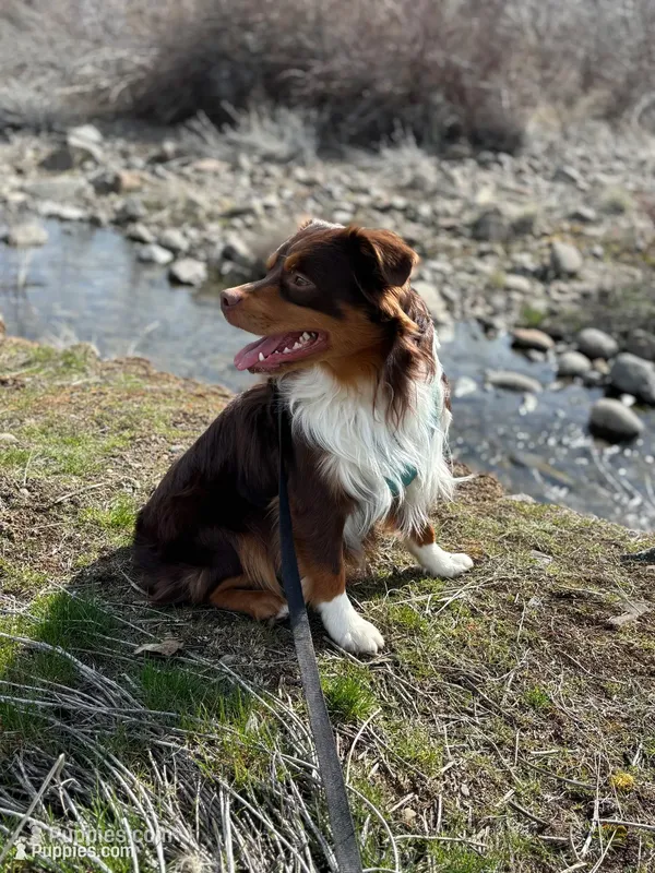 Litter coming this November  – Miniature Australian Shepherd, Miniature American Shepherd puppy for sale in Yakima, WA
