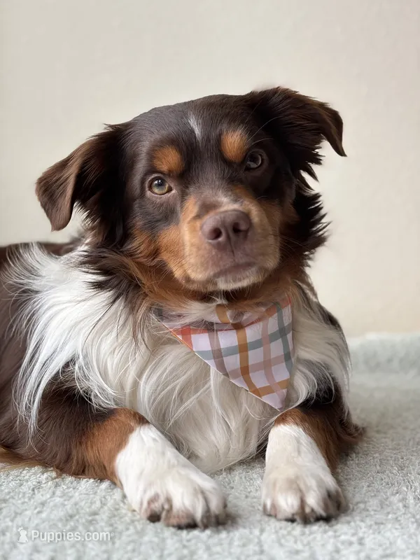 Litter coming this November  – Miniature Australian Shepherd, Miniature American Shepherd puppy for sale in Yakima, WA