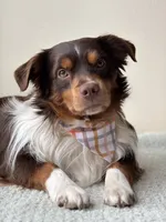 Litter coming this November , a  Miniature Australian Shepherd and Miniature American Shepherd for sale in Yakima, WA – 1 of 1