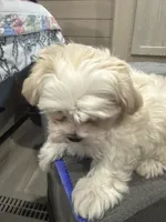 Goldie, a female Morkie for sale in Oroville, WA – 4 of 4
