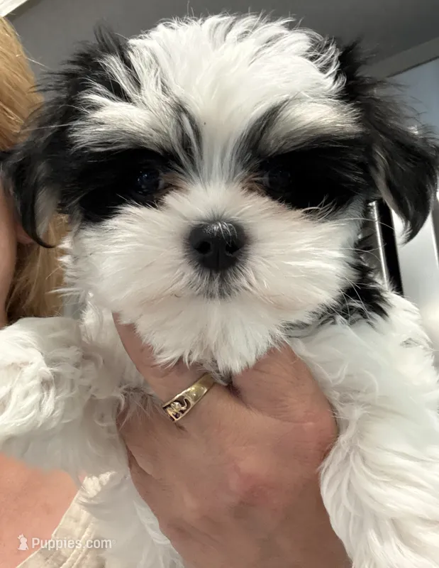 Sissy – Morkie puppy for sale in Oroville, WA