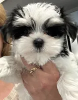 Sissy, a female Morkie for sale in Oroville, WA – 1 of 3