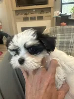 Sissy, a female Morkie for sale in Oroville, WA – 3 of 3