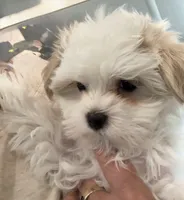 Goldie, a female Morkie for sale in Oroville, WA – 1 of 4