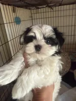 Sissy, a female Morkie for sale in Oroville, WA – 4 of 6