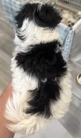 Sissy, a female Morkie for sale in Oroville, WA – 2 of 3