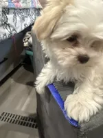 Goldie, a female Morkie for sale in Oroville, WA – 3 of 4