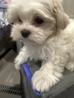 Goldie, a female Morkie for sale in Oroville, WA – 2 of 4