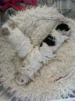 Sissy, a female Morkie for sale in Oroville, WA – 6 of 6